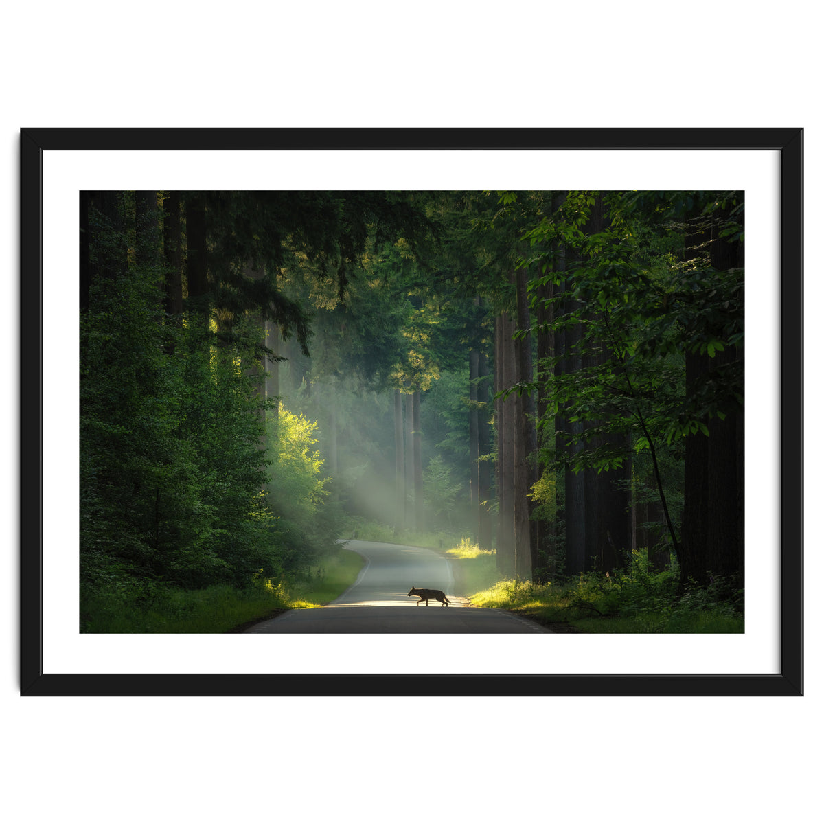 Wolf in the Netherlands