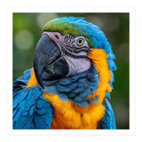 Close Up Blue And Yellow Macaw Parrot Face (Print Only) thumbnail