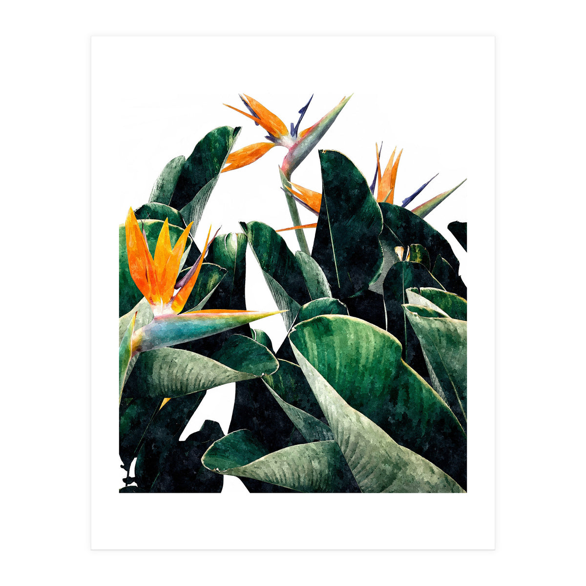 Paradise Bird, Nature Botanical Plant Floral, Tropical Garden Watercolor Painting (Print Only)