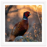 Pheasant Bird Standing On Rock Sunrise Light thumbnail