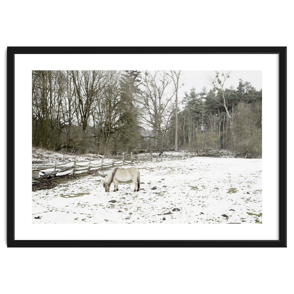 White horse in the snow field