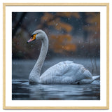 Swan Floating Gracefully On Water In Autumn thumbnail