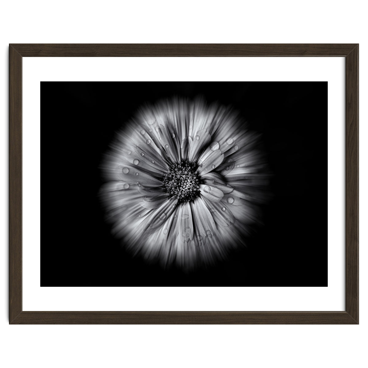 Backyard Flowers In Black And White No 10 Flow Version