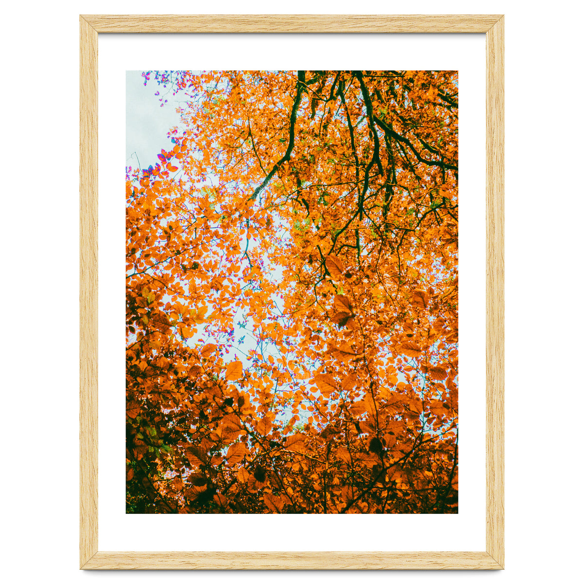Autumn Leaves