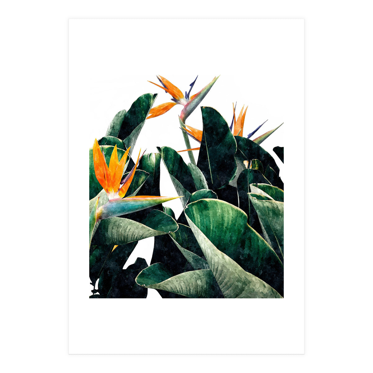 Paradise Bird, Nature Botanical Plant Floral, Tropical Garden Watercolor Painting (Print Only)