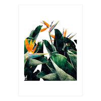 Paradise Bird, Nature Botanical Plant Floral, Tropical Garden Watercolor Painting (Print Only)