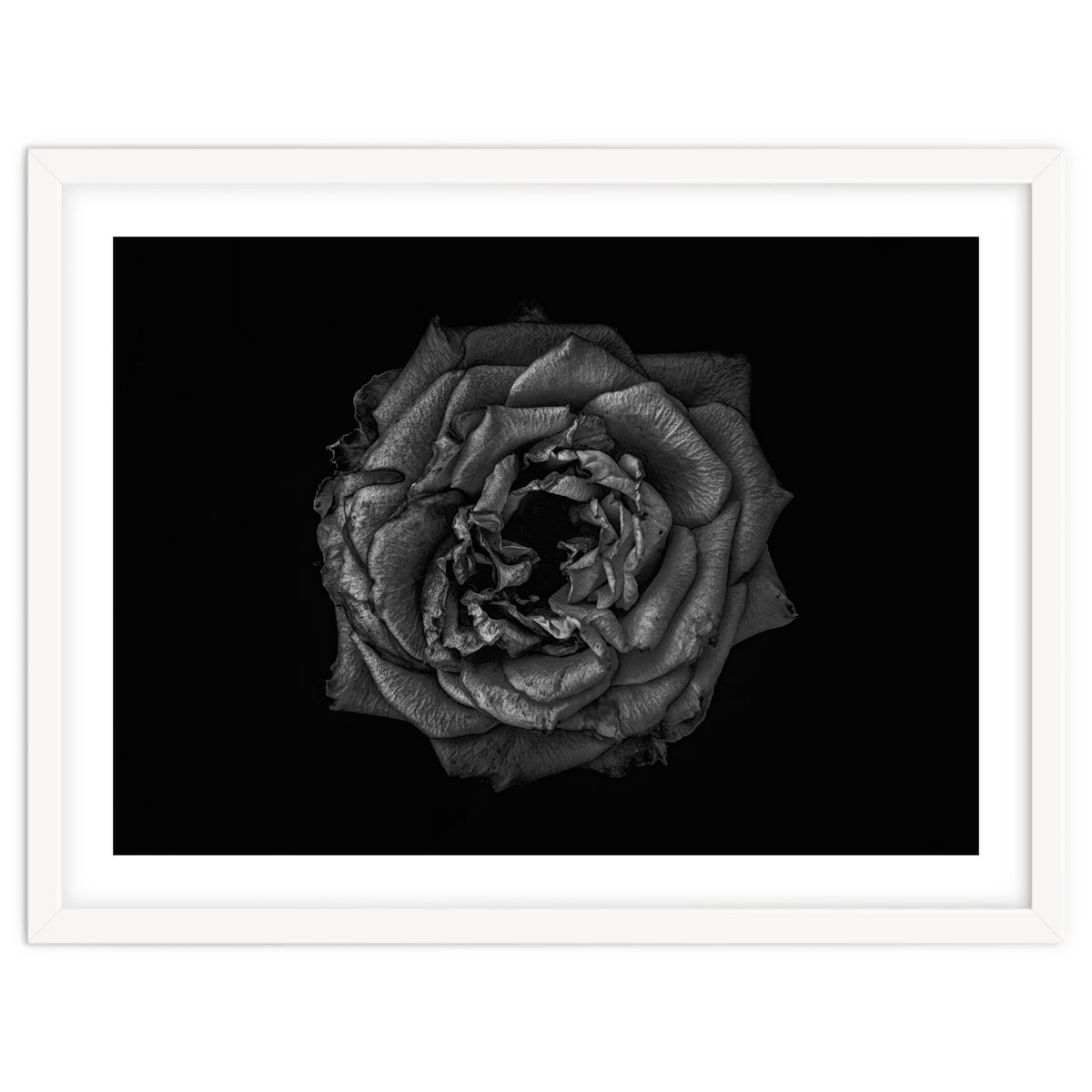 Backyard Flowers In Black And White No 110