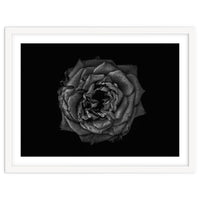 Backyard Flowers In Black And White No 110