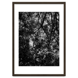 Tree From Below Black Silhouette thumbnail