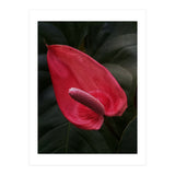 Red Anthurium Flower (Print Only) thumbnail
