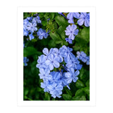 Blue Plambago Flowers (Print Only) thumbnail