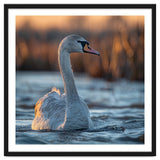Elegant Swan Gliding On Water At Sunset thumbnail