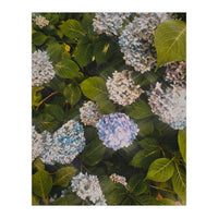 Hydrangeas | Portrait (Print Only)