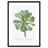 Pierre-Joseph Redouté – Sempervivum Canariense (1799) thumbnail