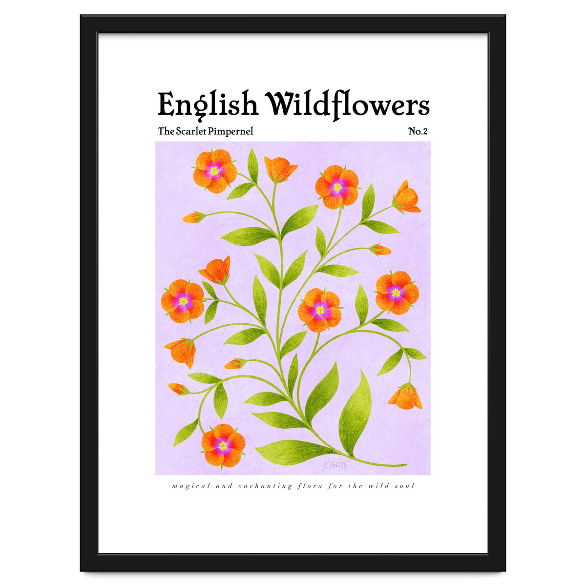 English Wildflowers | Scarlet Pimpernel