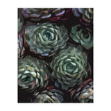 Succulent Plant Ii (Print Only) thumbnail
