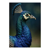 Peacock Portrait Photography (Print Only) thumbnail