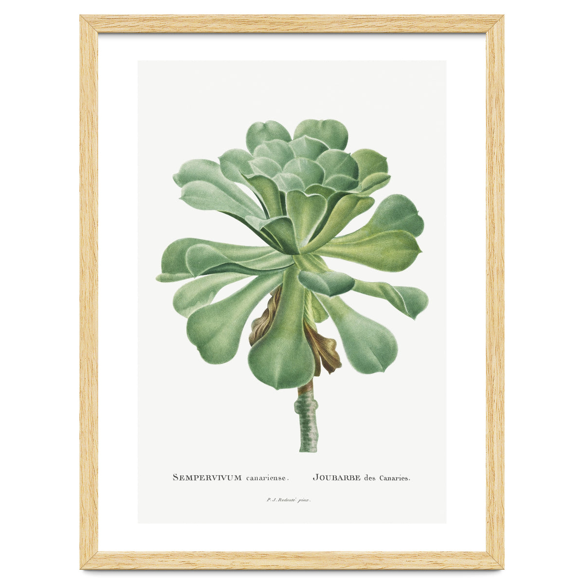 Pierre-Joseph Redouté – Sempervivum Canariense (1799)
