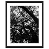 Tree Black Silhouette thumbnail