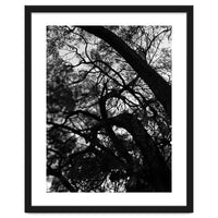 Tree Black Silhouette