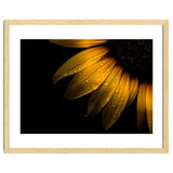 Backyard Flowers No 28 Sunflower thumbnail