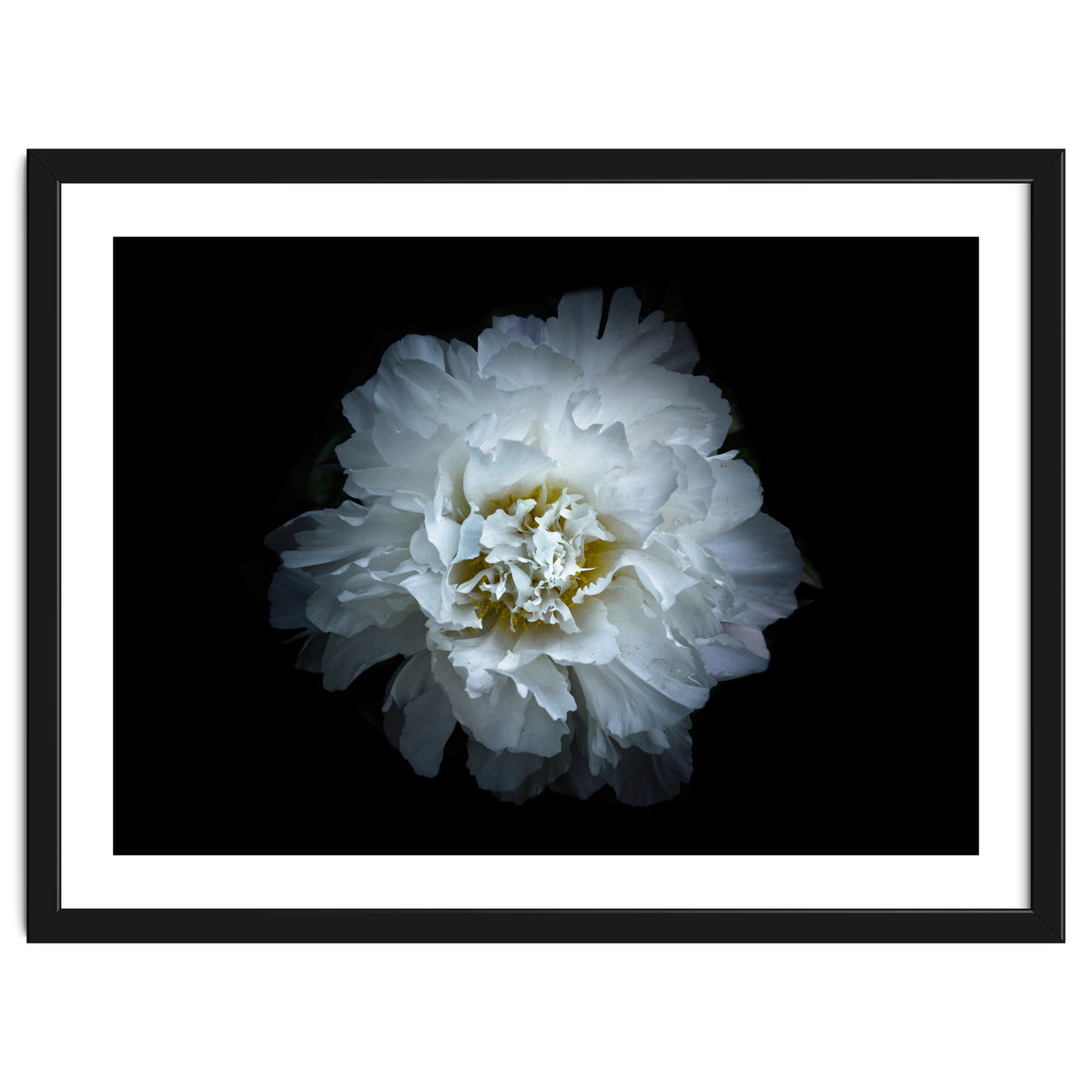 Backyard Flowers No 90 Color Version