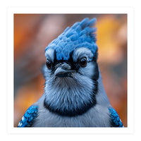 Close Up Blue Jay Bird With Detailed Feathers (Print Only)