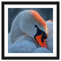 Close Up Of A White Swan With Water Droplets