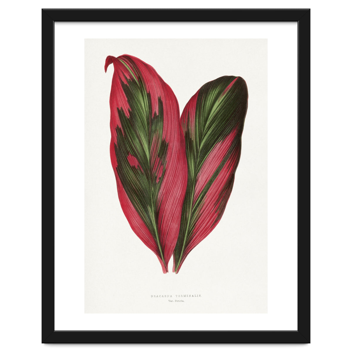 Alexander Francis Lydon & Benjamin Fawsett – Pink Dracaena Terminalis Leaf (1865)