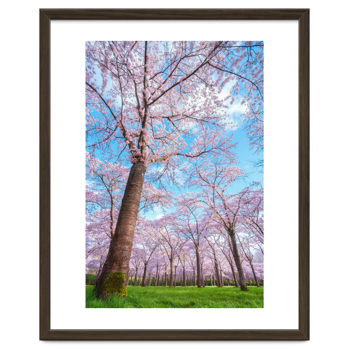 Spring in optima forma