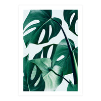 Monstera Tropical Photography Digital Art, Minimal Nature Jungle Botanical Leaves (Print Only)