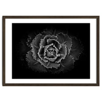 Backyard Flowers In Black And White No 101