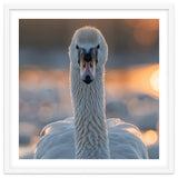 Close Up Portrait Of A Majestic Swan thumbnail