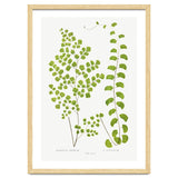 Edward Joseph Lowe – Adiantum Assimile and Adiantum Lunulatum (1856–1860) thumbnail