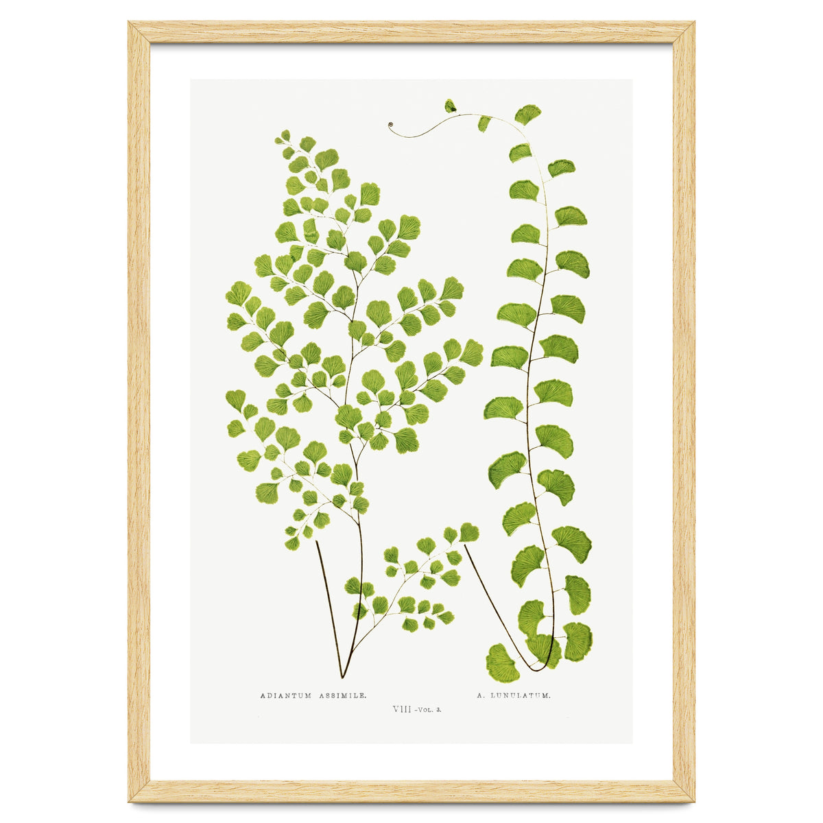 Edward Joseph Lowe – Adiantum Assimile and Adiantum Lunulatum (1856–1860)