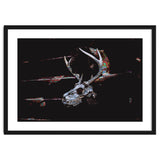 Deer Skull thumbnail