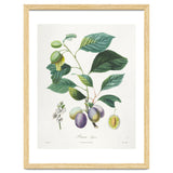 Henri-Louis Duhamel du Monceau – Prune Bifère (1808–1835) thumbnail