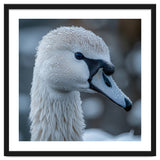 Close Up Of A Swan Head Covered In Water Droplets thumbnail