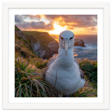 Albatross Bird On Grassy Cliff At Sunset thumbnail