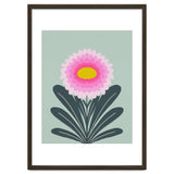 Chrysanthemum - turquoise and pink thumbnail