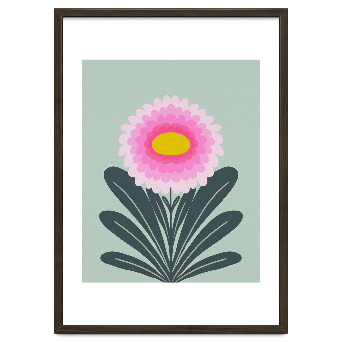 Chrysanthemum - turquoise and pink
