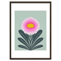 Chrysanthemum - turquoise and pink