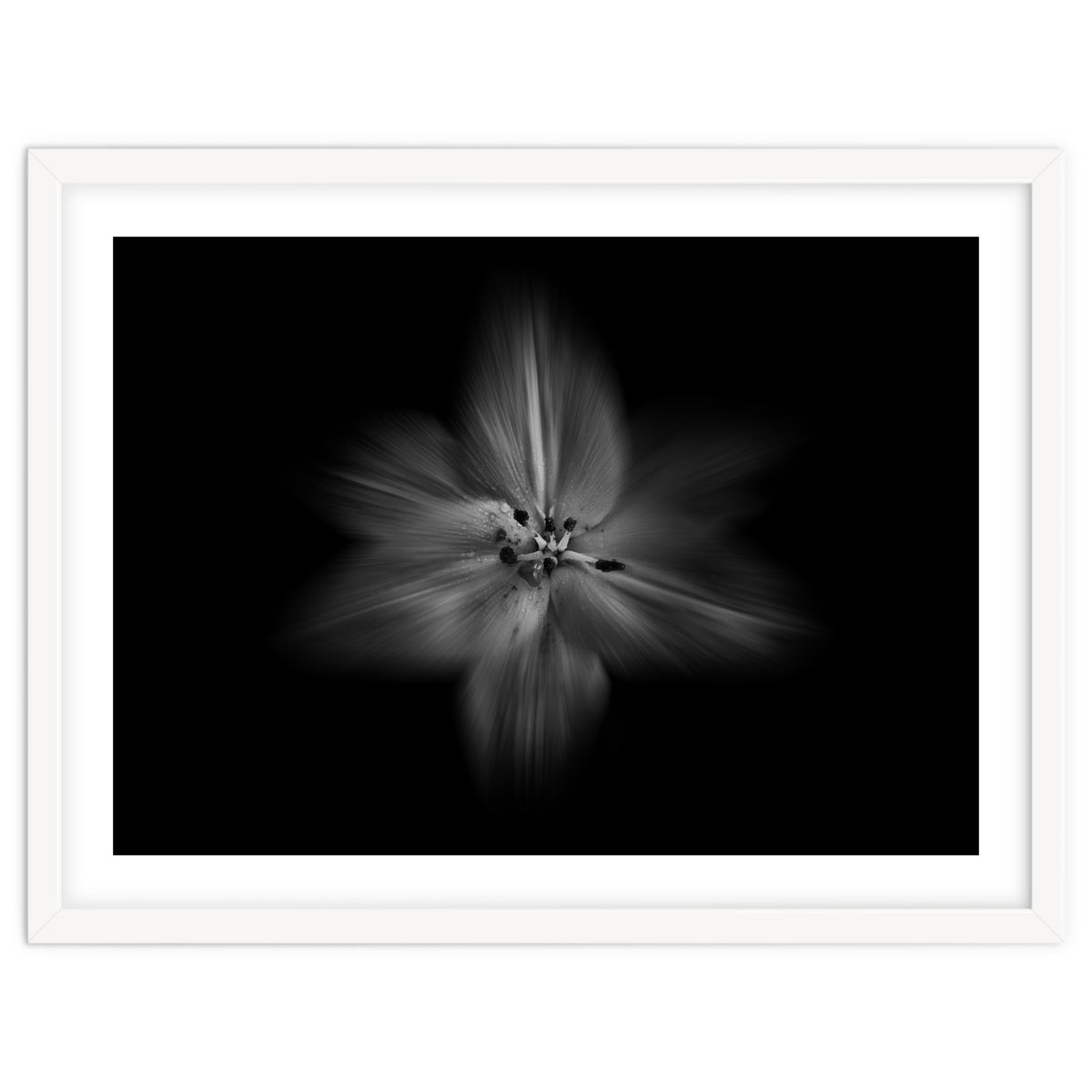 Backyard Flowers In Black And White No 28 Flow Version