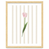 Single Tulip thumbnail