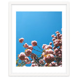 Pink Summer thumbnail