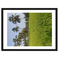 The Paddy Fields of Kerala, South India