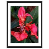 Red Indian Shot Flower thumbnail