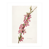 Royal Charles Steadman – Peach (Prunus persica) (1924) (Print Only) thumbnail