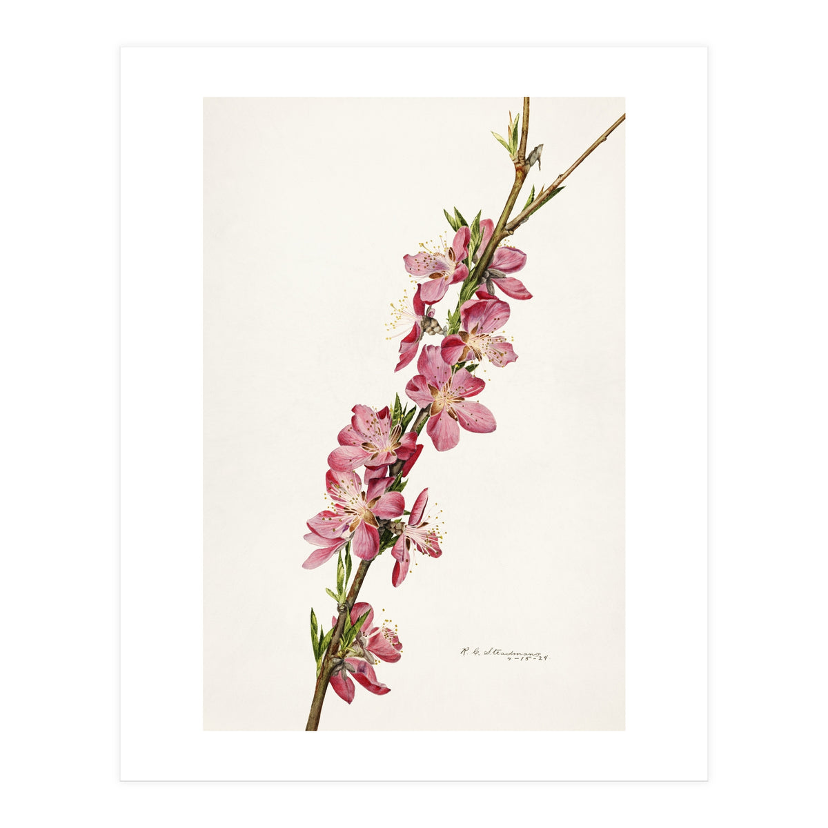 Royal Charles Steadman – Peach (Prunus persica) (1924) (Print Only)