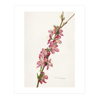 Royal Charles Steadman – Peach (Prunus persica) (1924) (Print Only)